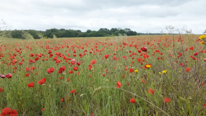 Swanley to Knockholt